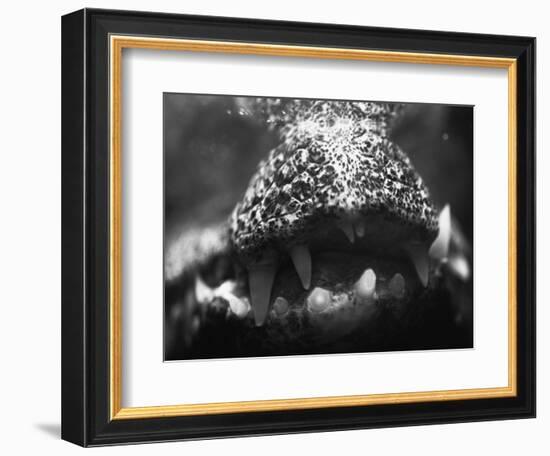 Alligator Teeth-Henry Horenstein-Framed Photographic Print