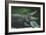Alligator with Open Jaws-null-Framed Giclee Print