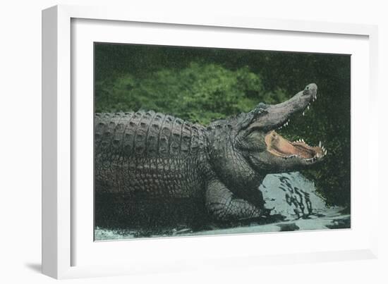 Alligator with Open Jaws-null-Framed Giclee Print