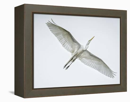 Alligator Zoo, St. Augustine, Florida. Great Egret in Flight-Rona Schwarz-Framed Premier Image Canvas