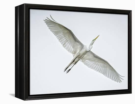 Alligator Zoo, St. Augustine, Florida. Great Egret in Flight-Rona Schwarz-Framed Premier Image Canvas