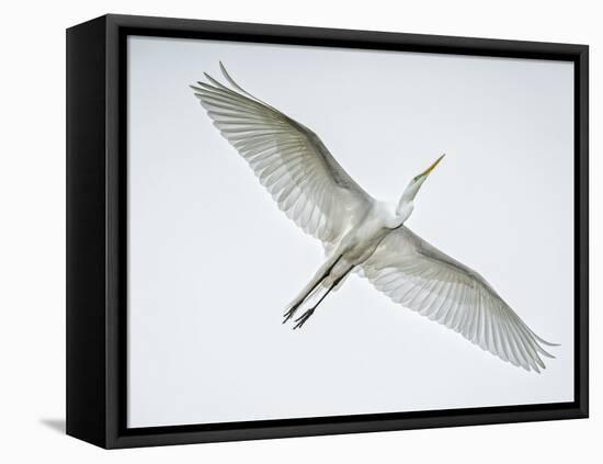 Alligator Zoo, St. Augustine, Florida. Great Egret in Flight-Rona Schwarz-Framed Premier Image Canvas