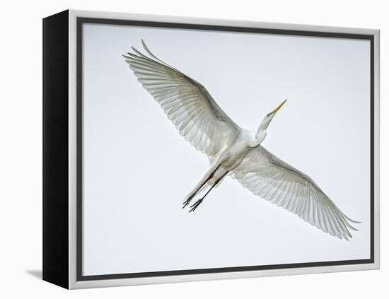 Alligator Zoo, St. Augustine, Florida. Great Egret in Flight-Rona Schwarz-Framed Premier Image Canvas