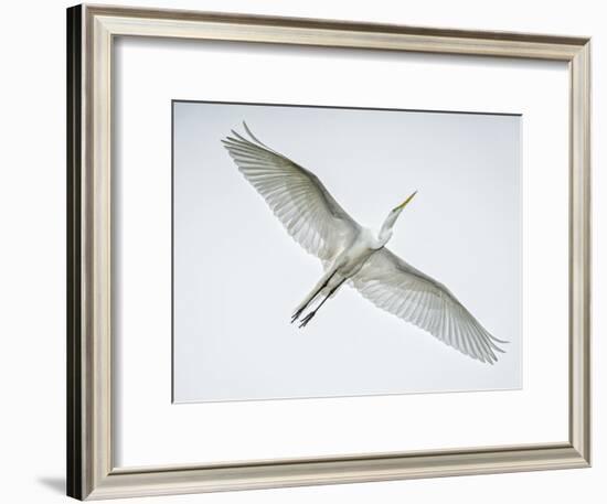 Alligator Zoo, St. Augustine, Florida. Great Egret in Flight-Rona Schwarz-Framed Photographic Print