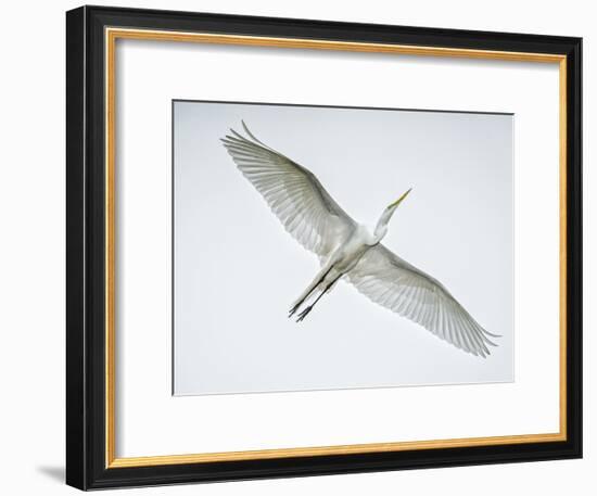 Alligator Zoo, St. Augustine, Florida. Great Egret in Flight-Rona Schwarz-Framed Photographic Print