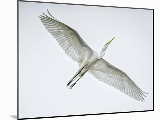 Alligator Zoo, St. Augustine, Florida. Great Egret in Flight-Rona Schwarz-Mounted Photographic Print