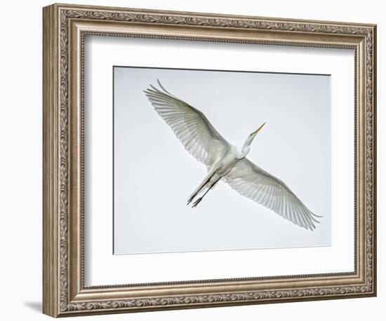 Alligator Zoo, St. Augustine, Florida. Great Egret in Flight-Rona Schwarz-Framed Photographic Print