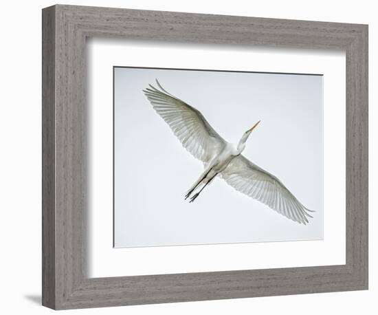 Alligator Zoo, St. Augustine, Florida. Great Egret in Flight-Rona Schwarz-Framed Photographic Print