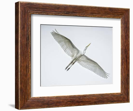 Alligator Zoo, St. Augustine, Florida. Great Egret in Flight-Rona Schwarz-Framed Photographic Print