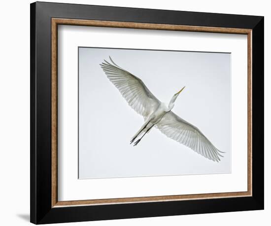 Alligator Zoo, St. Augustine, Florida. Great Egret in Flight-Rona Schwarz-Framed Photographic Print