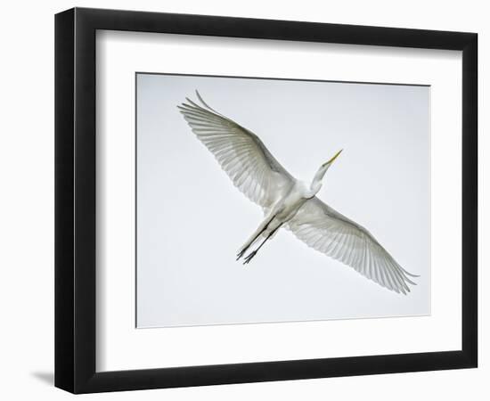 Alligator Zoo, St. Augustine, Florida. Great Egret in Flight-Rona Schwarz-Framed Photographic Print