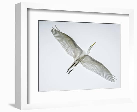 Alligator Zoo, St. Augustine, Florida. Great Egret in Flight-Rona Schwarz-Framed Photographic Print