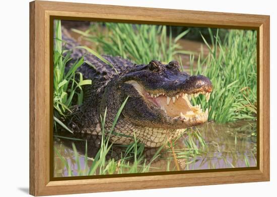 Alligator-DLILLC-Framed Premier Image Canvas