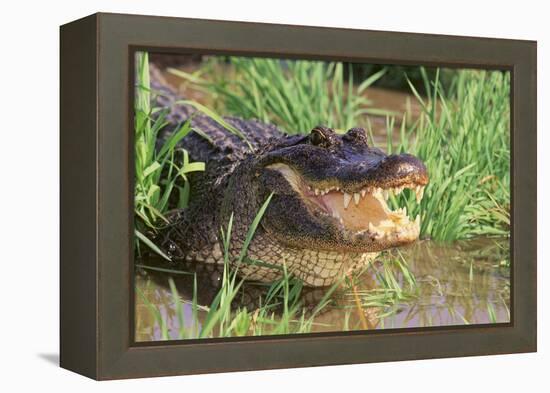 Alligator-DLILLC-Framed Premier Image Canvas