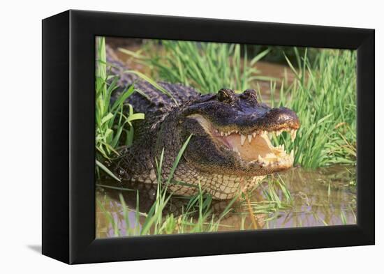 Alligator-DLILLC-Framed Premier Image Canvas