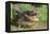 Alligator-DLILLC-Framed Premier Image Canvas