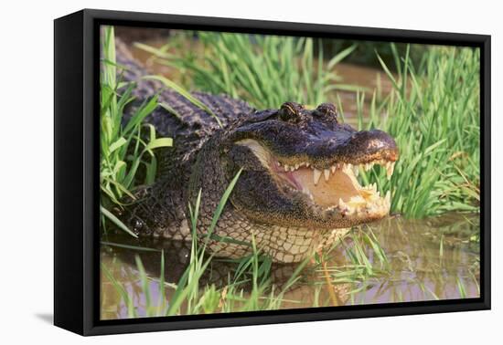 Alligator-DLILLC-Framed Premier Image Canvas