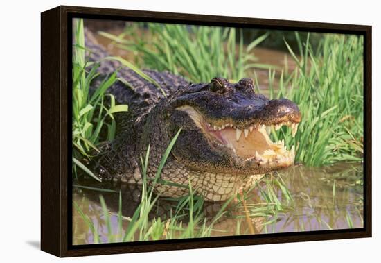 Alligator-DLILLC-Framed Premier Image Canvas