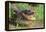 Alligator-DLILLC-Framed Premier Image Canvas