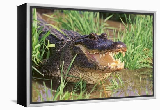 Alligator-DLILLC-Framed Premier Image Canvas