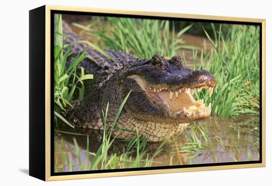 Alligator-DLILLC-Framed Premier Image Canvas