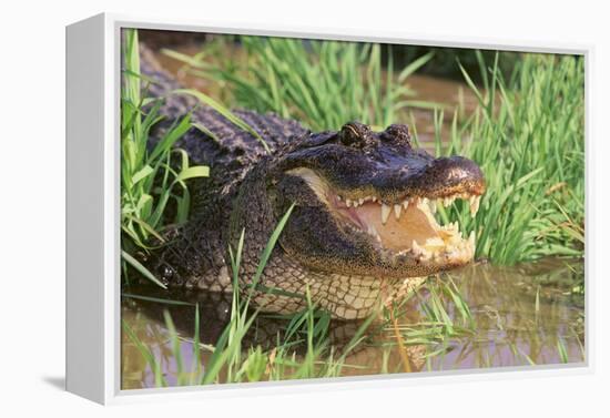 Alligator-DLILLC-Framed Premier Image Canvas