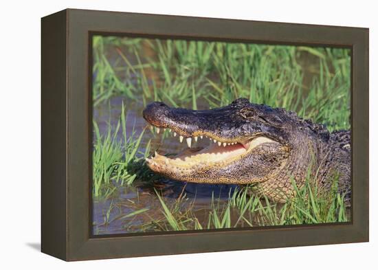 Alligator-DLILLC-Framed Premier Image Canvas