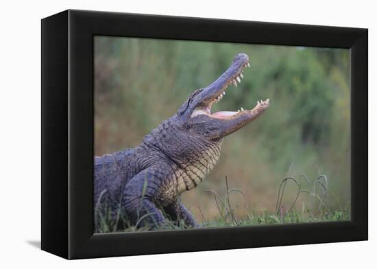 Alligator-DLILLC-Framed Premier Image Canvas
