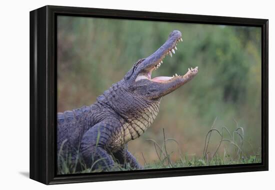 Alligator-DLILLC-Framed Premier Image Canvas