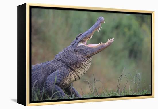 Alligator-DLILLC-Framed Premier Image Canvas