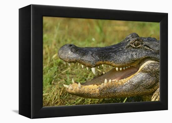 Alligator-DLILLC-Framed Premier Image Canvas