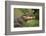 Alligator-DLILLC-Framed Photographic Print