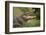 Alligator-DLILLC-Framed Photographic Print