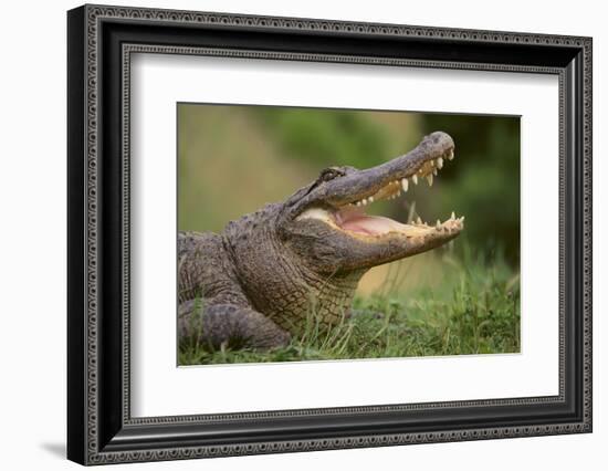 Alligator-DLILLC-Framed Photographic Print