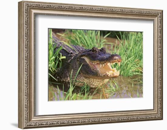 Alligator-DLILLC-Framed Photographic Print