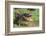 Alligator-DLILLC-Framed Photographic Print