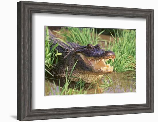 Alligator-DLILLC-Framed Photographic Print