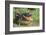 Alligator-DLILLC-Framed Photographic Print