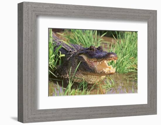 Alligator-DLILLC-Framed Photographic Print