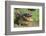 Alligator-DLILLC-Framed Photographic Print