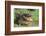 Alligator-DLILLC-Framed Photographic Print