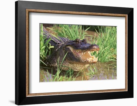 Alligator-DLILLC-Framed Photographic Print