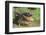 Alligator-DLILLC-Framed Photographic Print