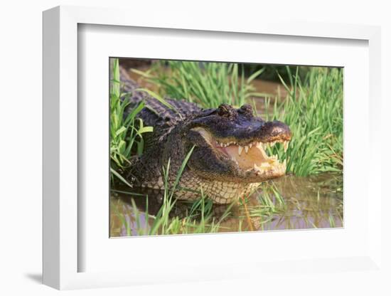 Alligator-DLILLC-Framed Photographic Print