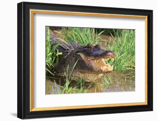 Alligator-DLILLC-Framed Photographic Print