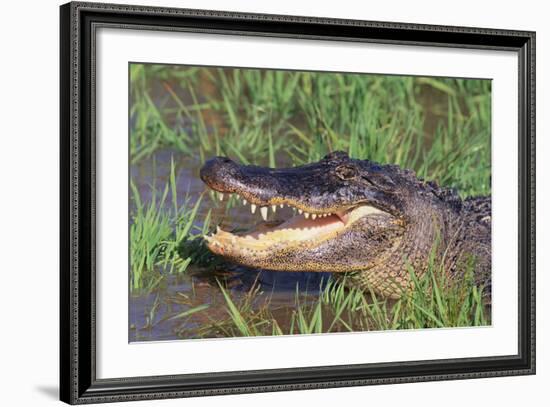 Alligator-DLILLC-Framed Photographic Print