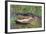 Alligator-DLILLC-Framed Photographic Print