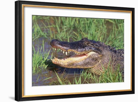 Alligator-DLILLC-Framed Photographic Print