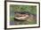 Alligator-DLILLC-Framed Photographic Print