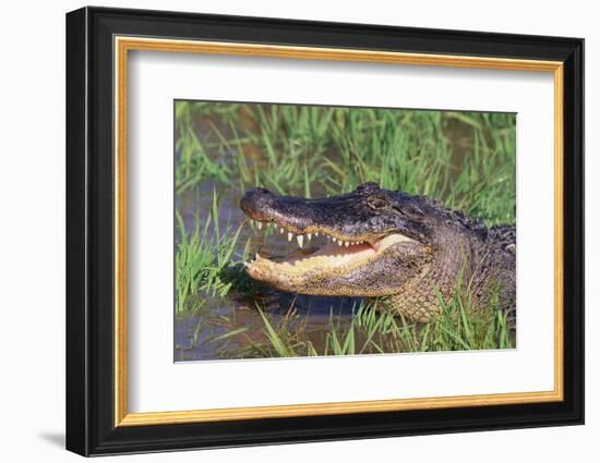 Alligator-DLILLC-Framed Photographic Print